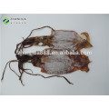 IQF Freezing Process and Frozen Style dried cuttlefish squid
IQF Freezing Process and Frozen Style dried cuttlefish squid